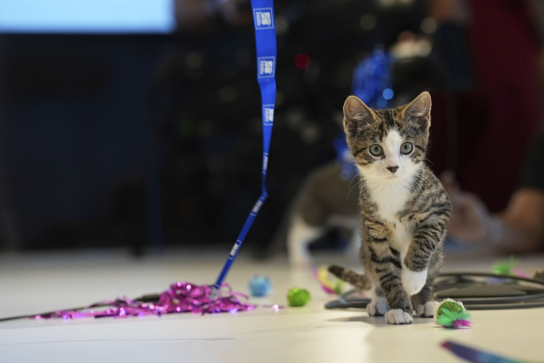 US-Kitten Season